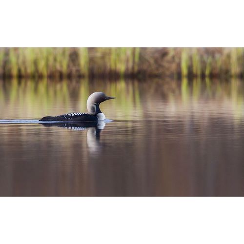 Pacific Loon-Arctic Reflections
